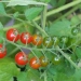 Wildtomate Lycopersicum pimpinell...