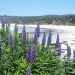 Carmel Beach