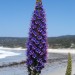 Carmel Beach