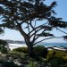 Cypress Tree-Scenic Road, Carmel