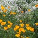 Die Staatsblume: Kalifornischer M...