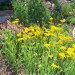 Pflanzbeispiel, Cambria Nursery